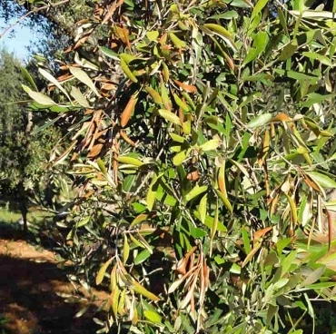 Παραγωγή πιστοποιημένων φυτών ελιάς στην Κρήτη για προστασία από την Xylella