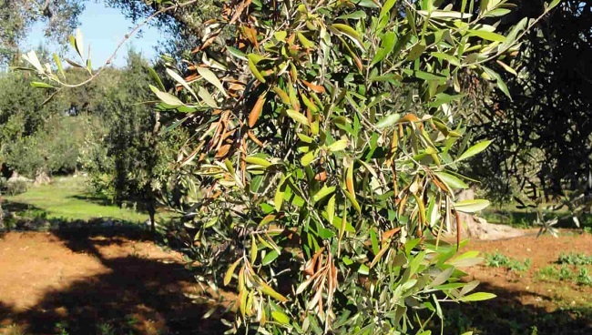 Παραγωγή πιστοποιημένων φυτών ελιάς στην Κρήτη για προστασία από την Xylella